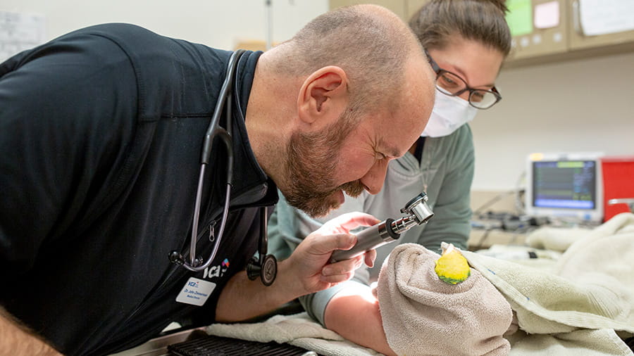 Veterinarian and support staff examining a bird at VCA Noyes Animal Hospital