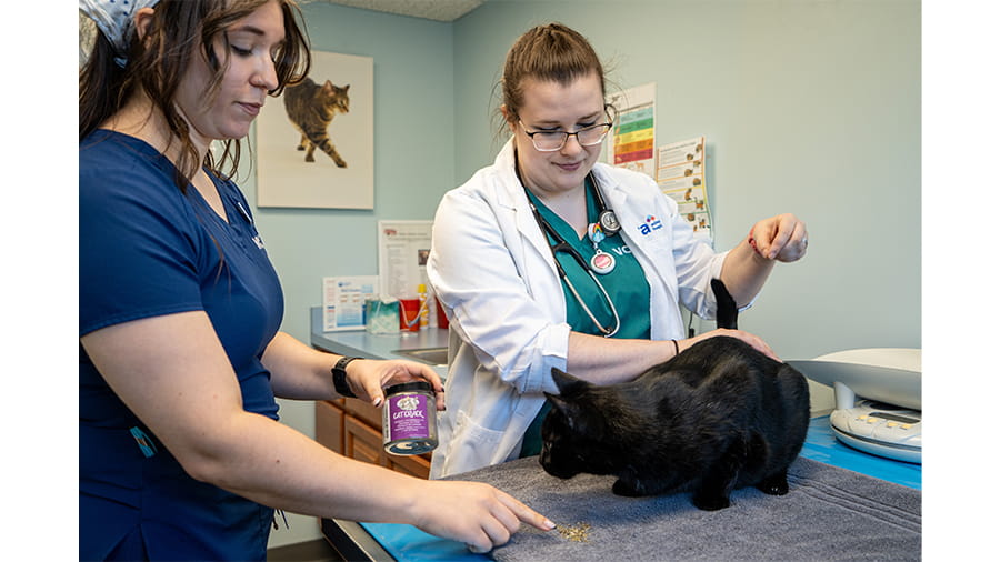 VCA New Hartford veterinarian and assistant examining a cat