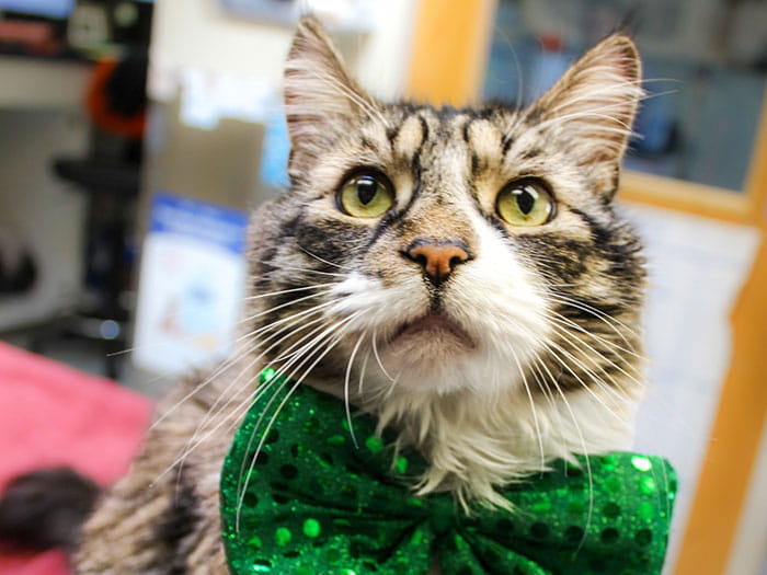 Dirty Joe the Cat Staff Photo