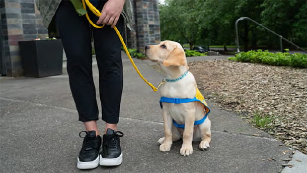 Person standing outside with dog on a leash