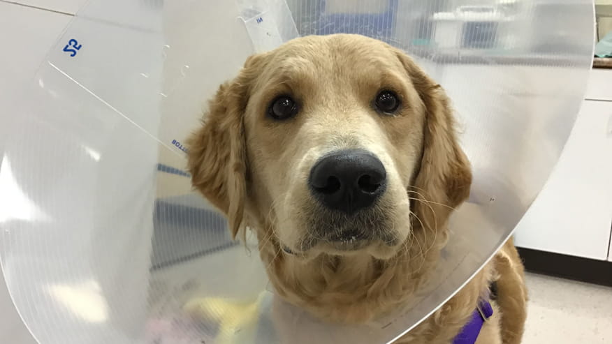 876x493 murrayhill soft tissue surgery