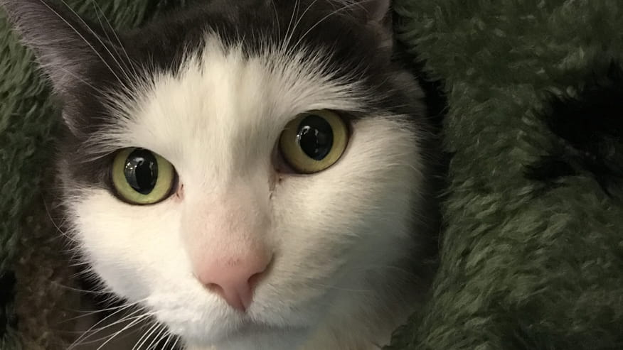 876x493 murrayhill tonopen