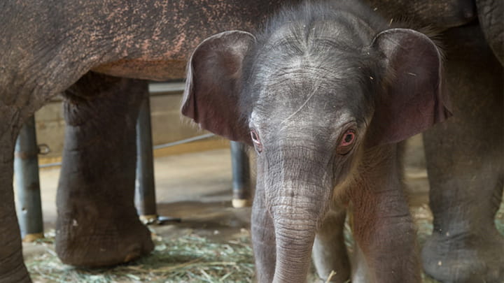 Oregon Zoo elephants