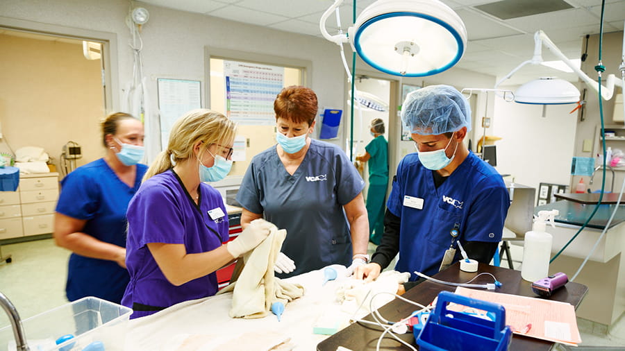 Veterinary staff at VCA Smoketown