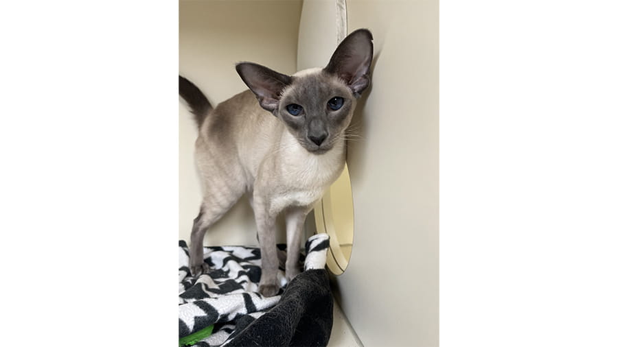 Cat boarding at VCA Smoketown