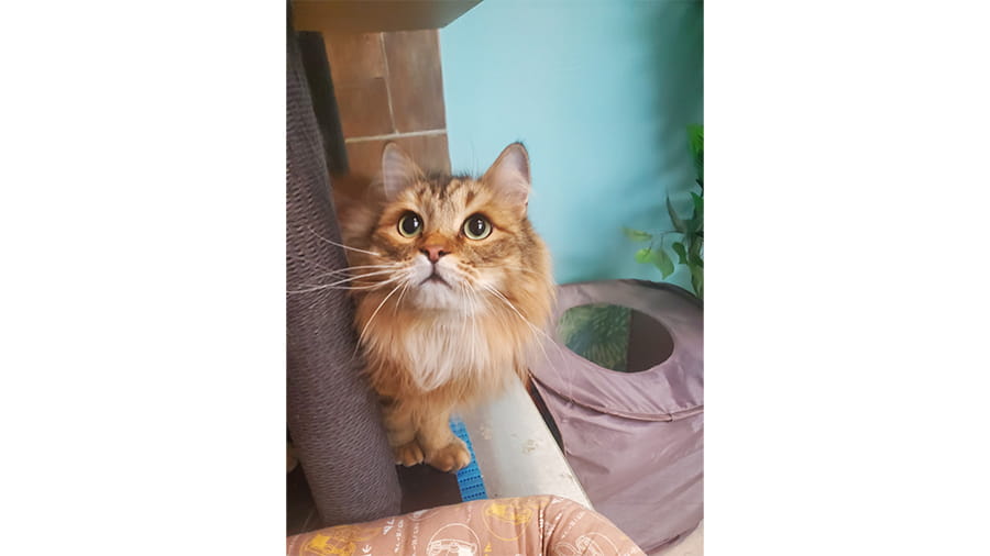 Cat boarding at VCA Smoketown