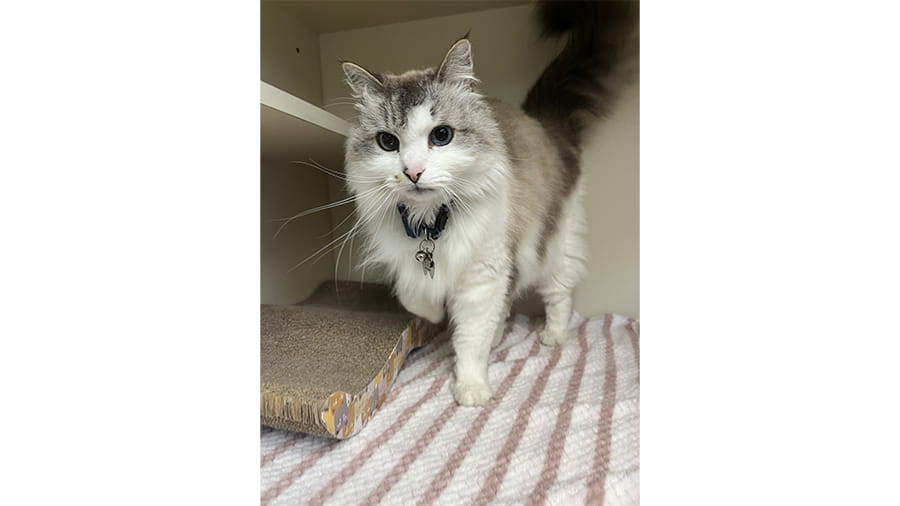 Cat boarding at VCA Smoketown