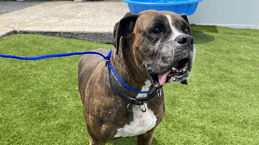 Brown and white dog boarding at VCA Smoketown