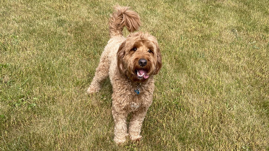 Brown dog boarding at VCA Smoketown