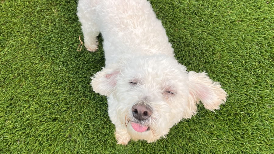White dog with curly hair boarding at VCA Smoketown