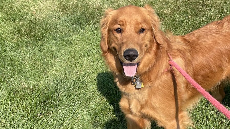 Golder Retriever boarding at VCA Smoketown