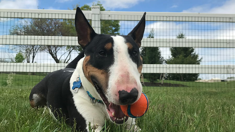 Dog boarding at VCA Smoketown