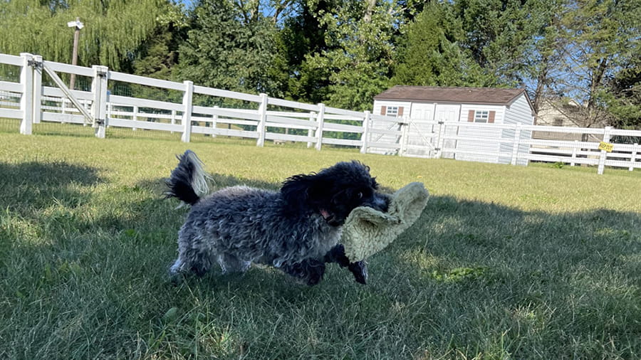 Dog playing outside at VCA Smoketown