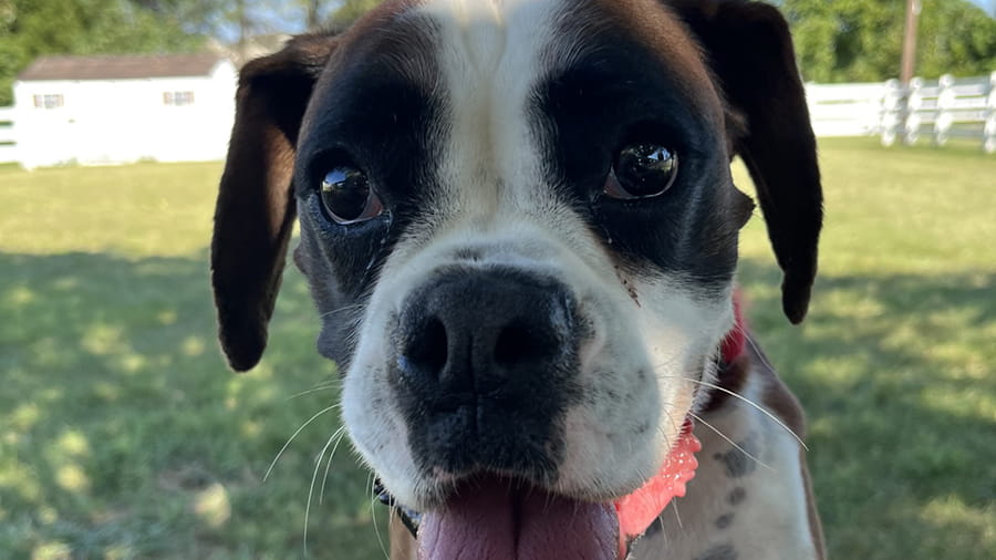 Brown and white dog at VCA Smoketown