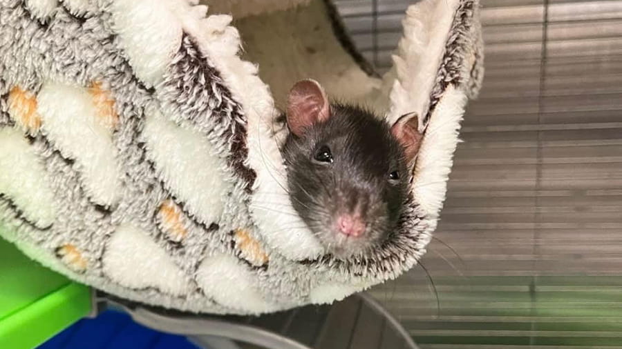 Pocket pet boarding at VCA Smoketown