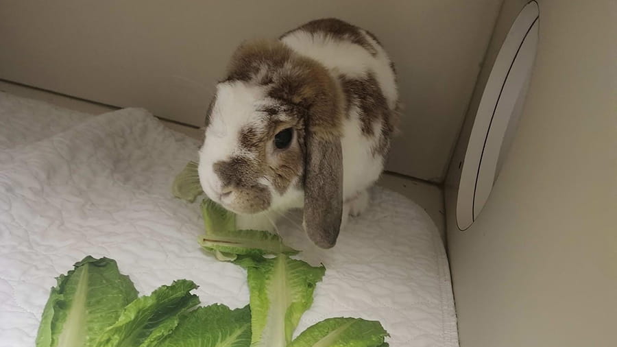 Rabbit boarding at VCA Smoketown