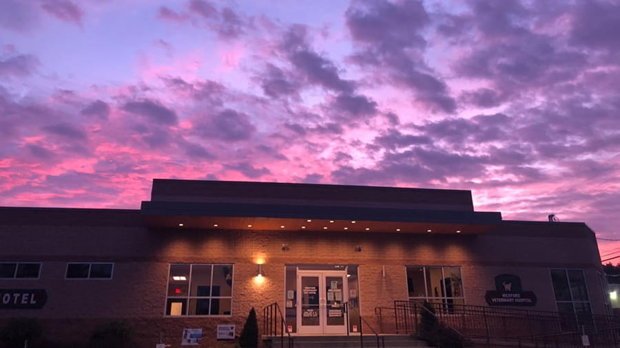 Sunset Photo of VCA Wexford Animal Hospital