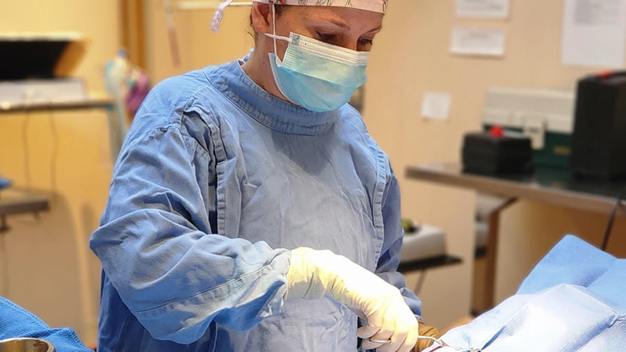 Veterinarian in surgery at VCA Wexford Animal Hospital