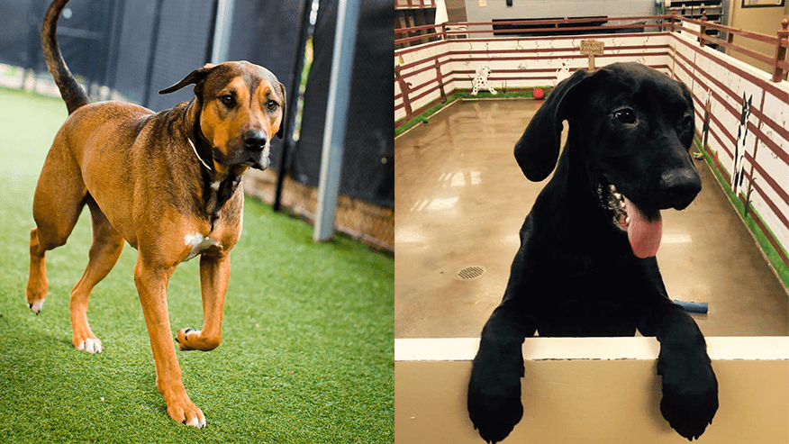 876x493 premier Services DoggyDayCare