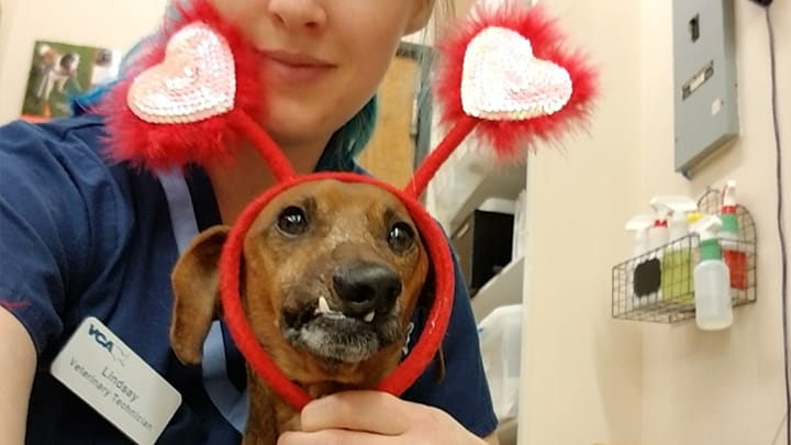 All Texas Dachshund Resue