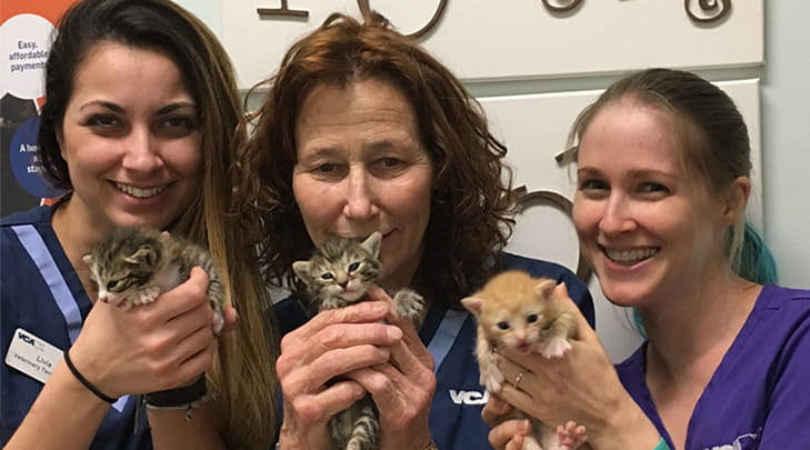 VCA Tanglewood Animal Hospital Technicians