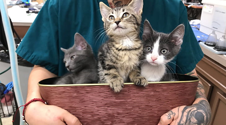 VCA Tanglewood Animal Hospital Kittens in a Basket