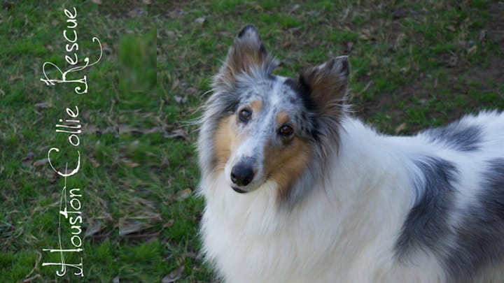 Houston Collie Rescue