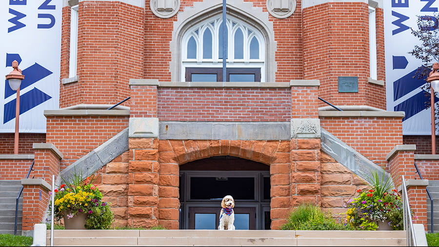 A dog sitting on the steps of Westminster University in Salt Lake City, Utah