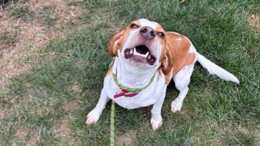 Dog on a leash outside at VCA Centreville