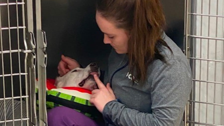 VCA Centreville veterinary staff comforting dog post-surgery