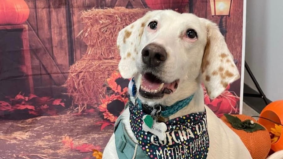 Dog posing in front of fall background