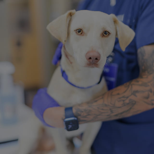 Young dog with veterinary staff