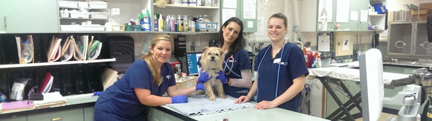 /-/media/2/vca/images/hospitals/united-states/washington/pacific-avenue/staff/pacific-ave-505c/1440x405_ourteam_washingtonpacificave.jpg?rev=ee3b207bbfba4d128822a8072118beac