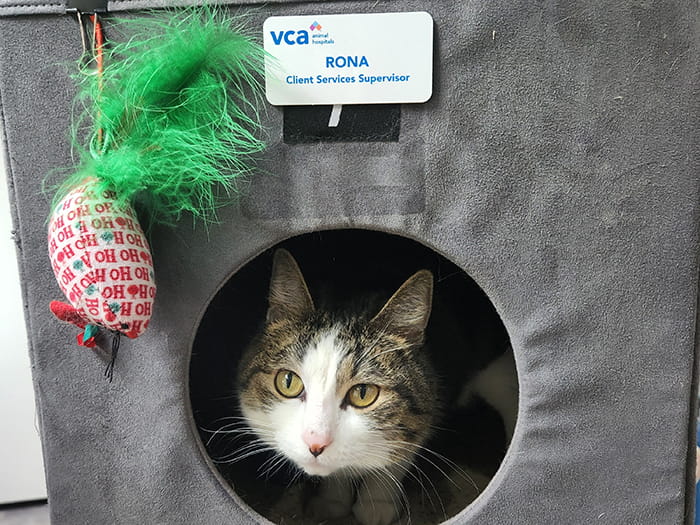 Rona the Hospital Cat