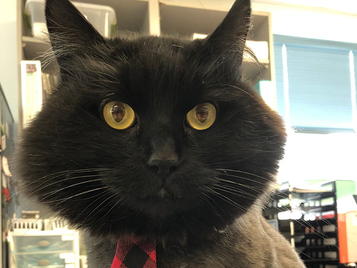 Maurice Website Photo