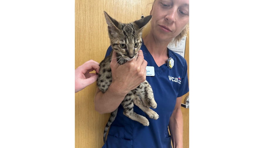 Women holding spotted kitten
