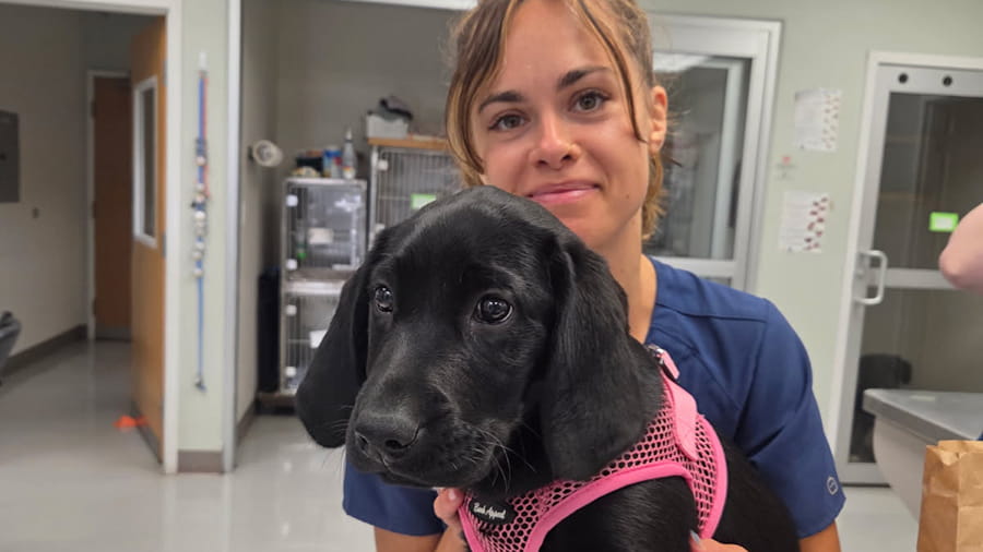 Woman holding a black puppy