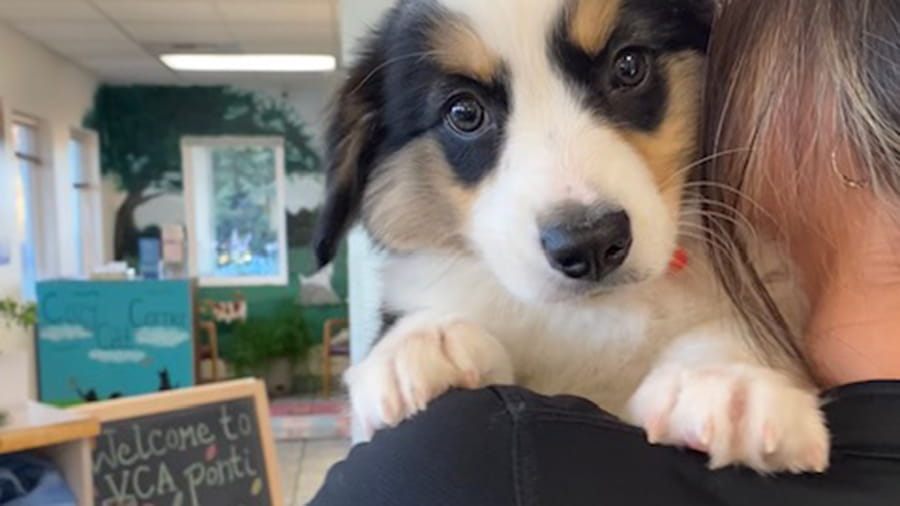 Woman holding a black and white puppy