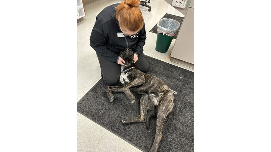 Veterinary staff petting dog on the floor