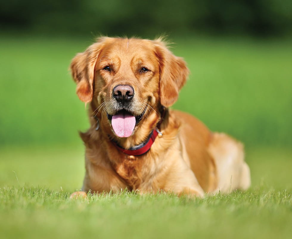 Golden retriever dog lying in grass