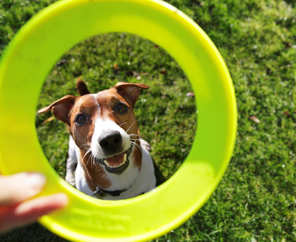 Brown and white dog posing in grass with frisbee