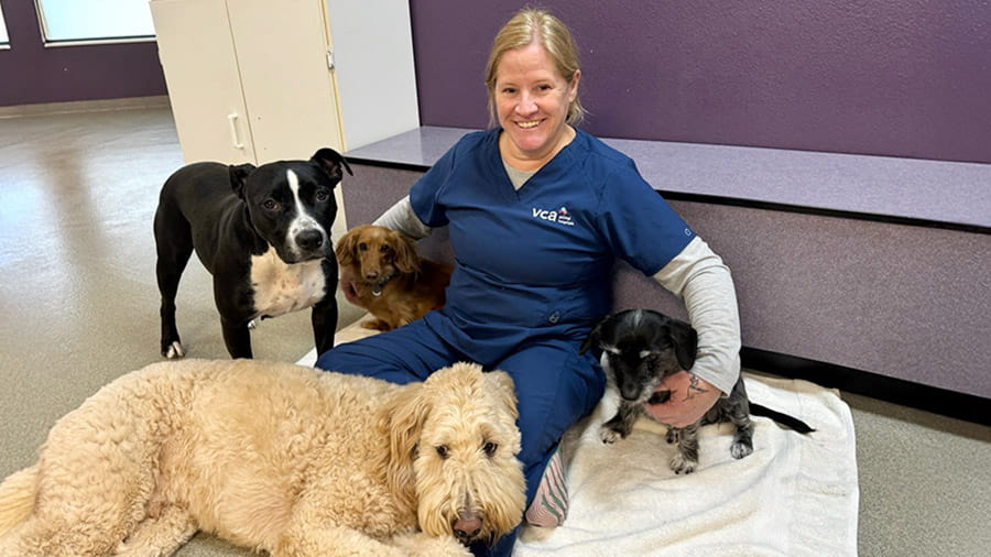 /-/media/2/vca/images/kennel-sites/mountainview-co-lodge/galleries/900x506_mountainview-co-lodge_associatewithdogs.jpg?rev=d2adfeecea654596aa10036b65e763fe