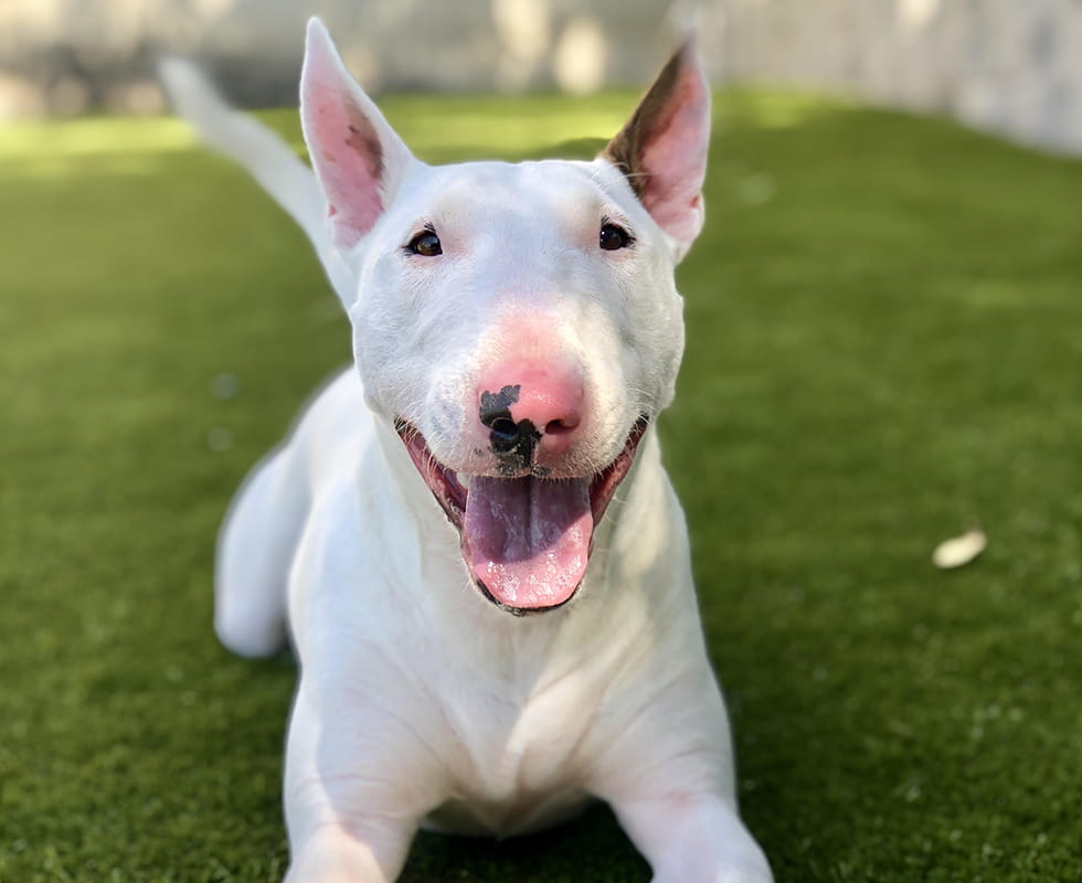 PetPoint Boarding 50-50