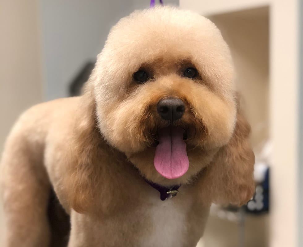 PetPoint Resort Grooming 50-50