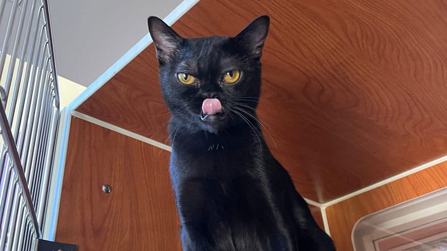 Black cat being boarded at VCA Plymouth Pet Resort
