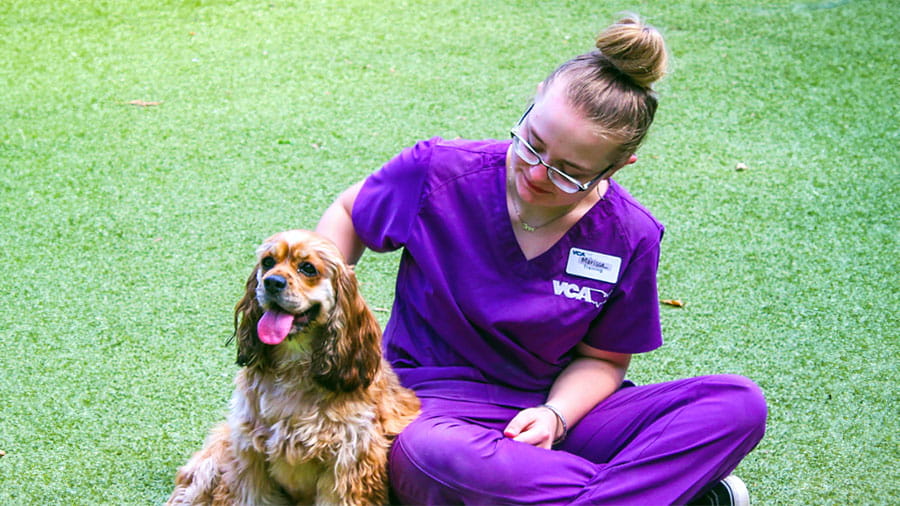 VCA Plymouth Pet Resort staff member with happy cocker spaniel