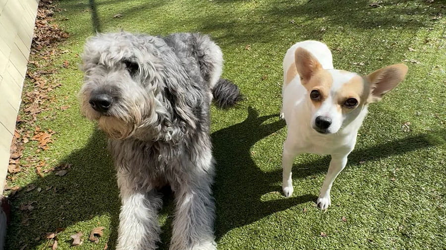 Two dogs in the play yard at VCA Plymouth Pet Resort