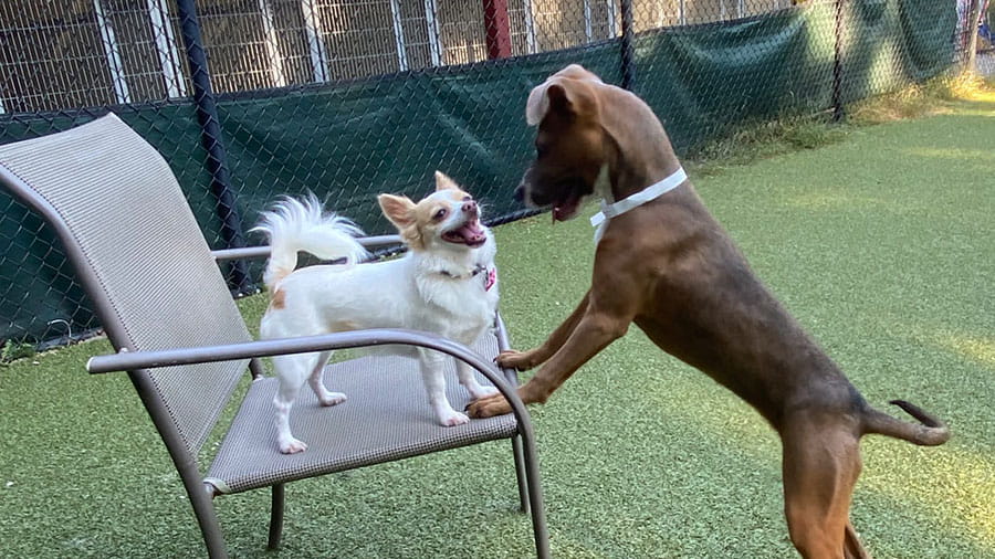 Large and small dogs playing at VCA Plymouth Pet Resort