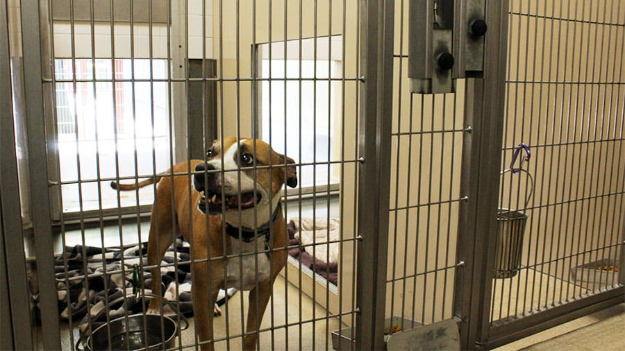 Happy dog inside of indoor-outdoor run at VCA Plymouth Pet Resort