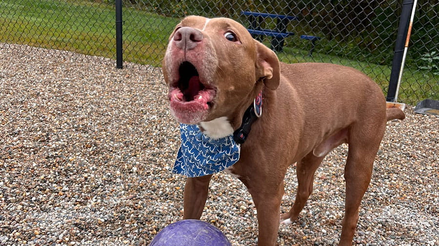 Dog barking with ball at VCA Plymouth Pet Resort